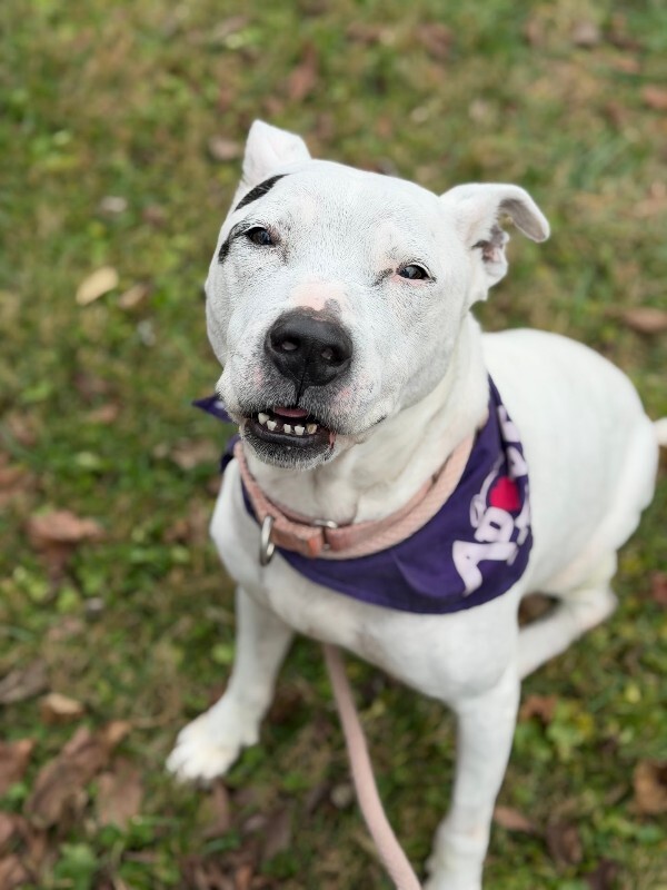 View Sonny Angel the Dog Photo #3