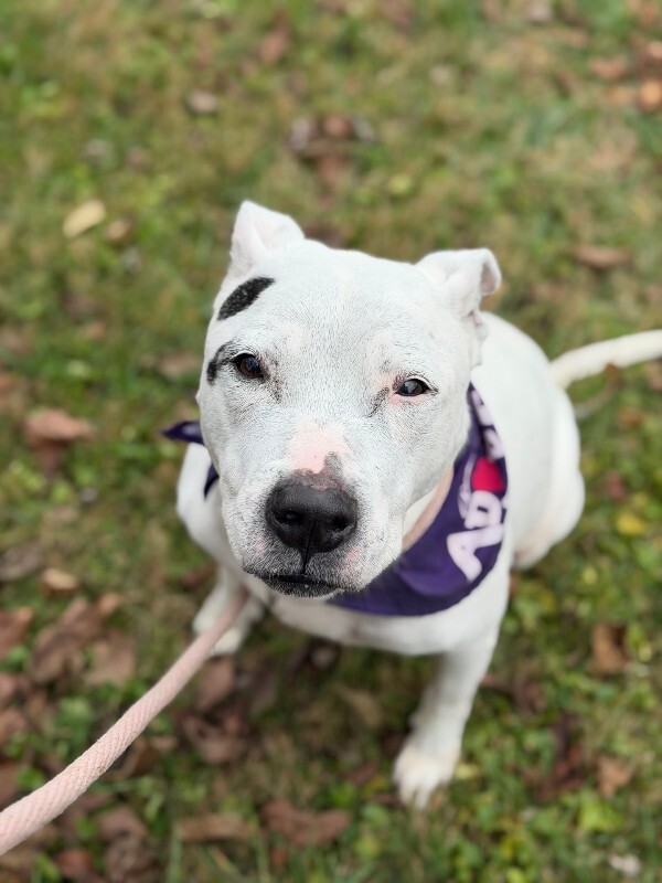 View Sonny Angel the Dog Photo #4