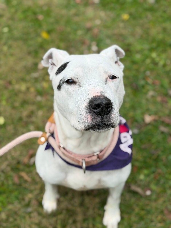 View Sonny Angel the Dog Photo #5