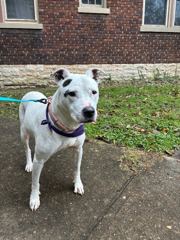 View Sonny Angel the Dog Photo #11