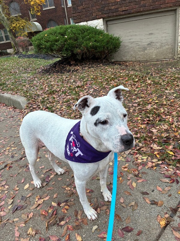 View Sonny Angel the Dog Photo #12