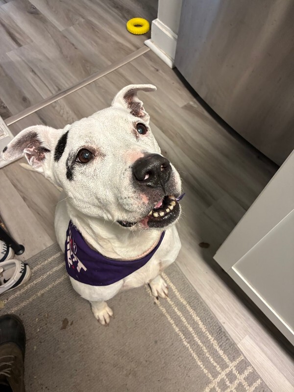 View Sonny Angel the Dog Photo #8