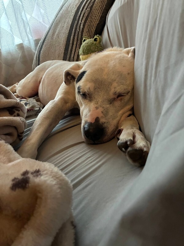 View Sonny Angel the Dog Photo #7