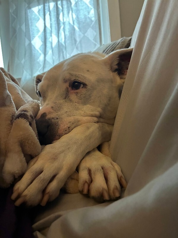 View Sonny Angel the Dog Photo #6