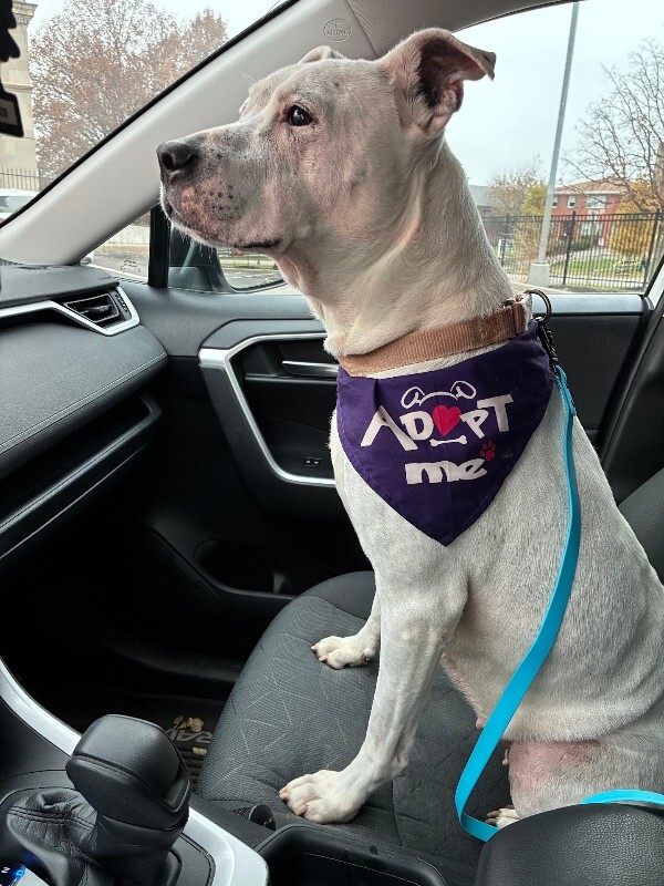 View Sonny Angel the Dog Photo #9