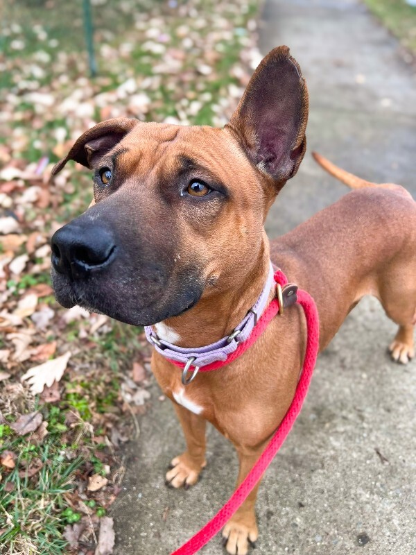 View Wine the Dog Photo #13