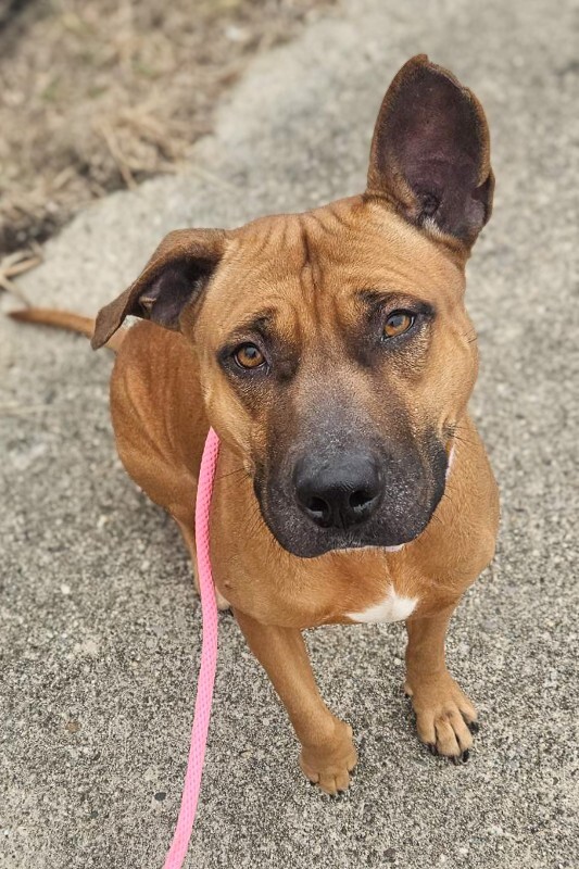 View Wine the Dog Photo #12