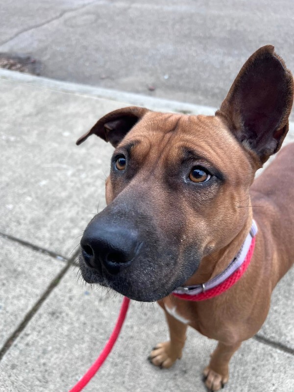 View Wine the Dog Photo #11