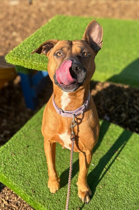 View Wine the Dog Photo #5