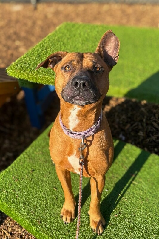 View Wine the Dog Photo #2