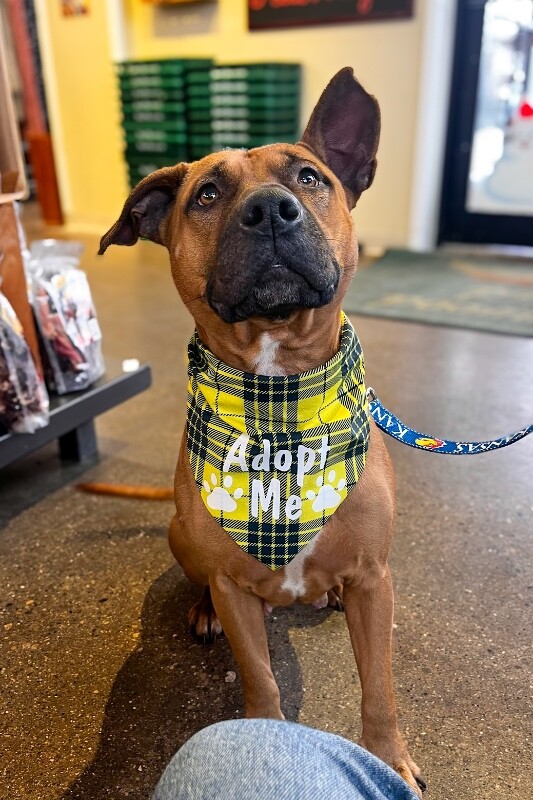 View Wine the Dog Photo #4