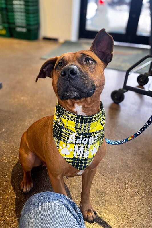 View Wine the Dog Photo #3