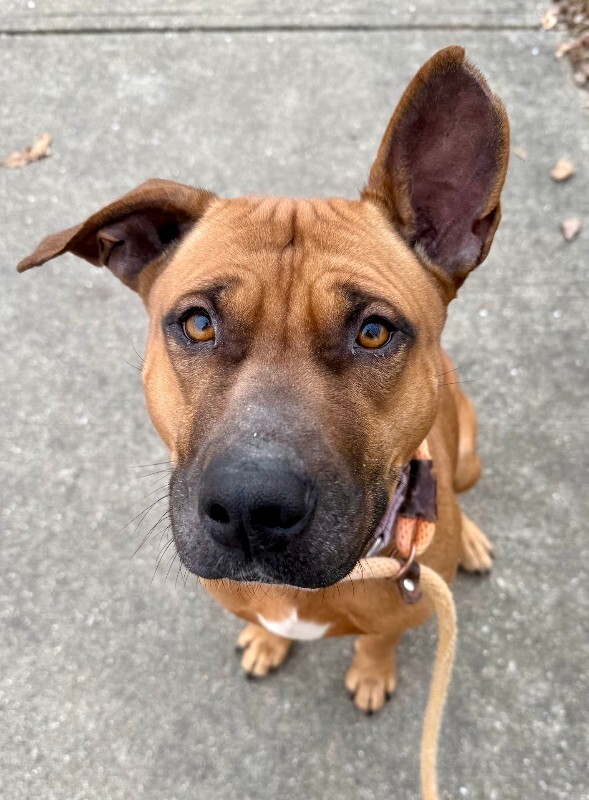 View Wine the Dog Photo #7