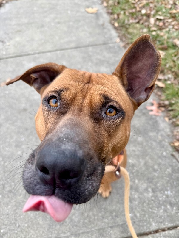 View Wine the Dog Photo #9