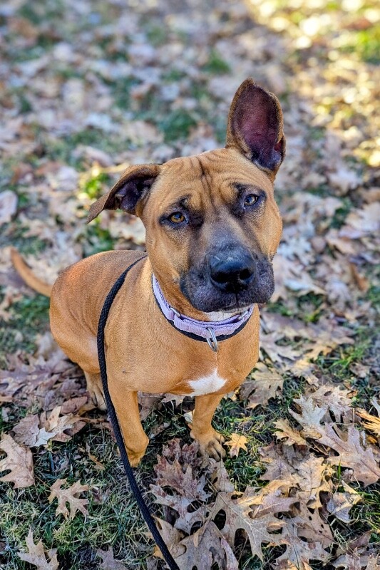 View Wine the Dog Photo #6