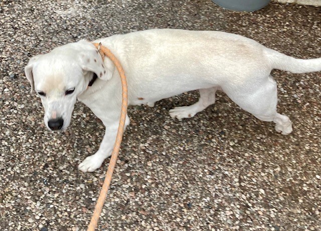 View Alva the Dog Photo #8