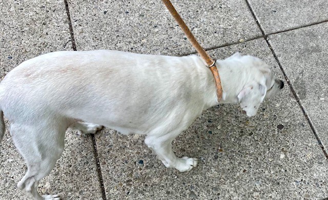 View Alva the Dog Photo #6