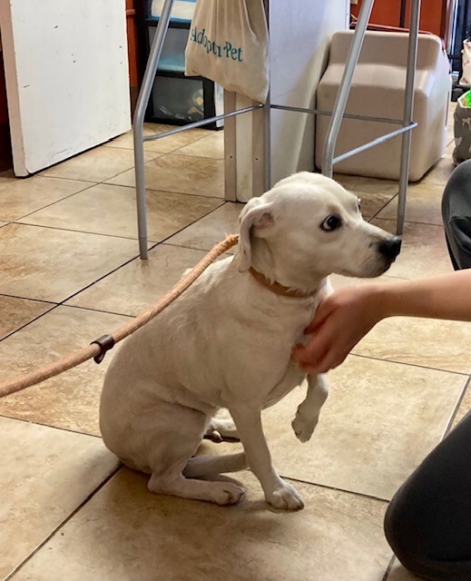 View Alva the Dog Photo #4