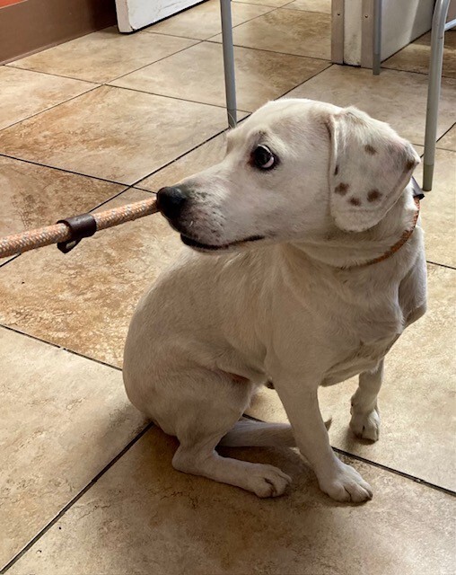 View Alva the Dog Photo #3