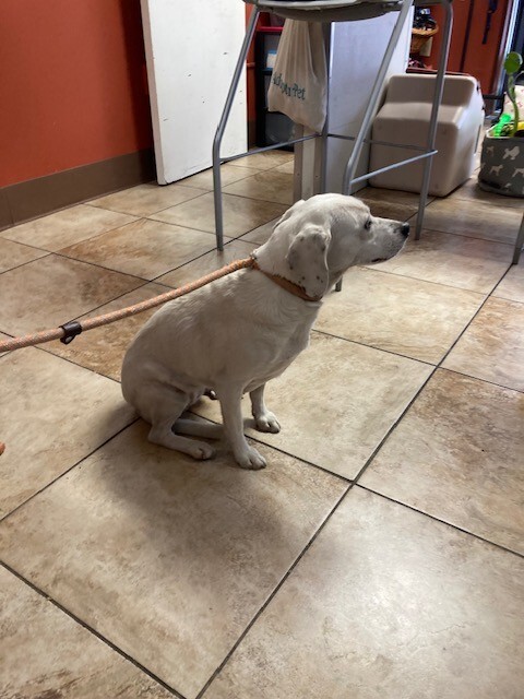 View Alva the Dog Photo #2