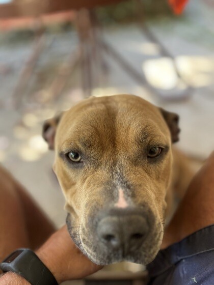 View Tonkotsu the Dog Photo #4