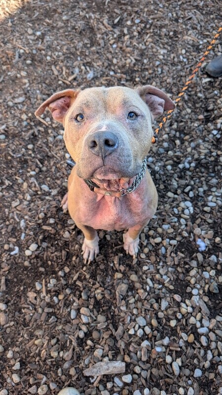 View Tonkotsu the Dog Photo #10