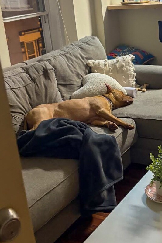 View Chance the Dog Photo #11