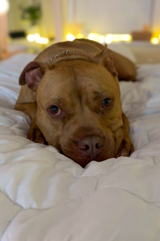 Chance - Dog