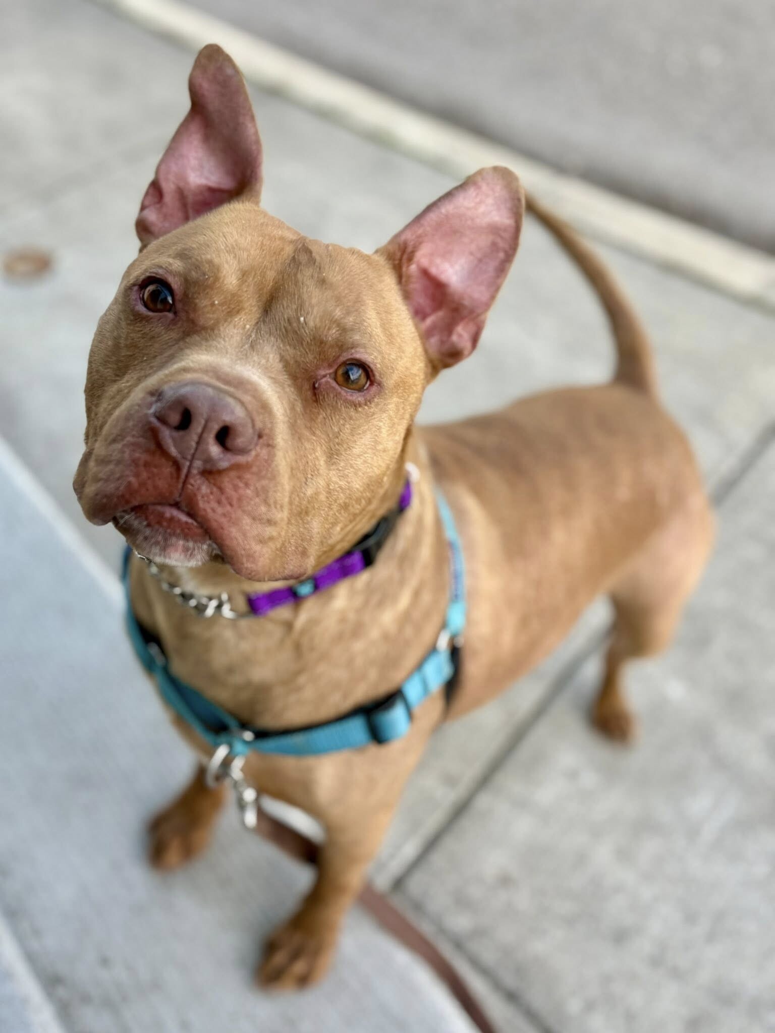 View Chance the Dog Photo #5