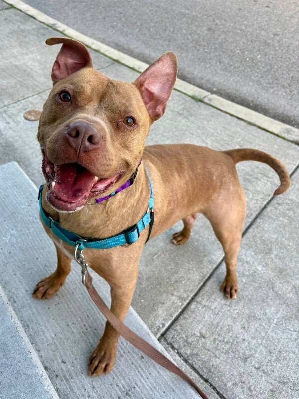 View Chance the Dog Photo #4