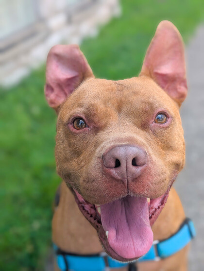 View Chance the Dog Photo #2