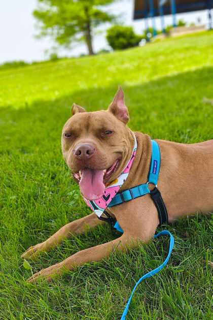 View Chance the Dog Photo #3