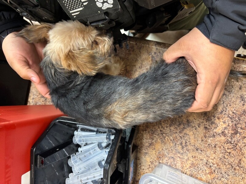 View Max the Dog Photo #3