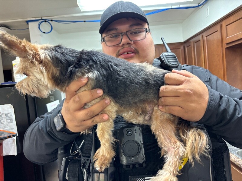 View Max the Dog Photo #2