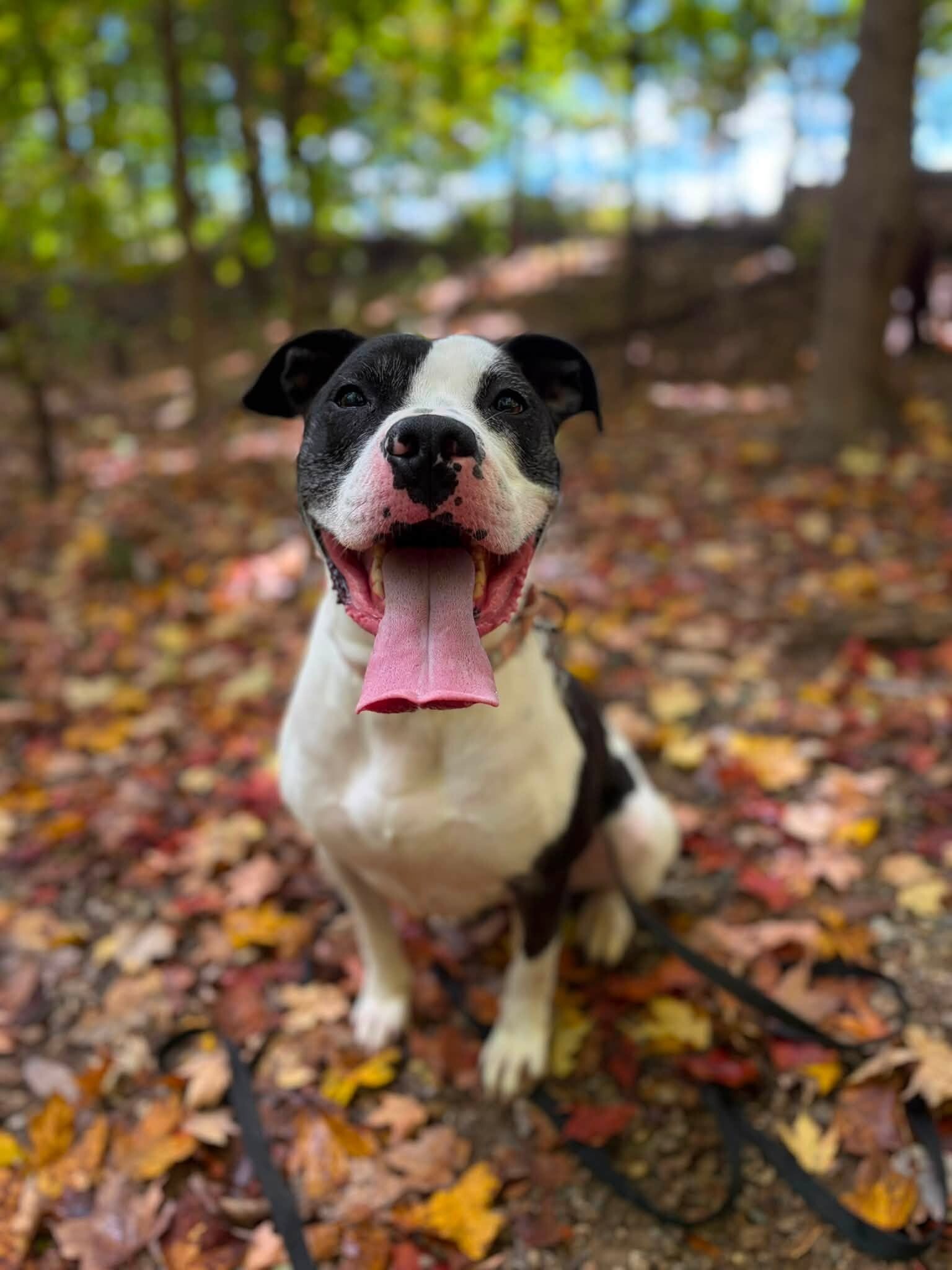 Mucca - Dog