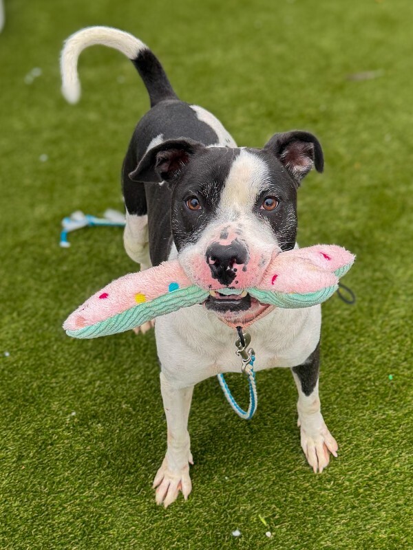 Learn More About Mucca Mucca - Dog