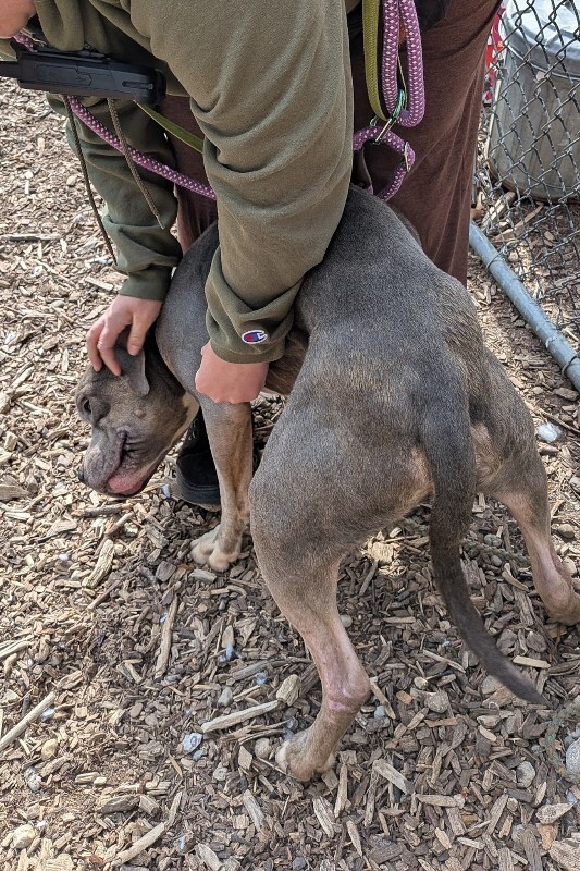 View Lucciano the Dog Photo #6