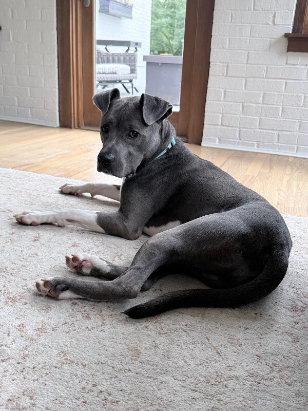 View Knox the Dog Photo #17