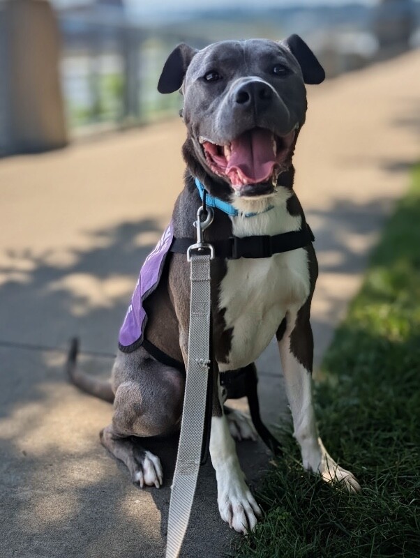 View Knox the Dog Photo #9