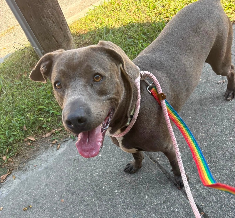 Learn More About Balboa Balboa - Dog
