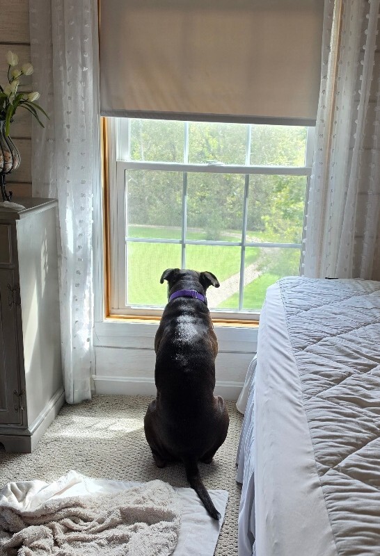 View Lucky the Dog Photo #8