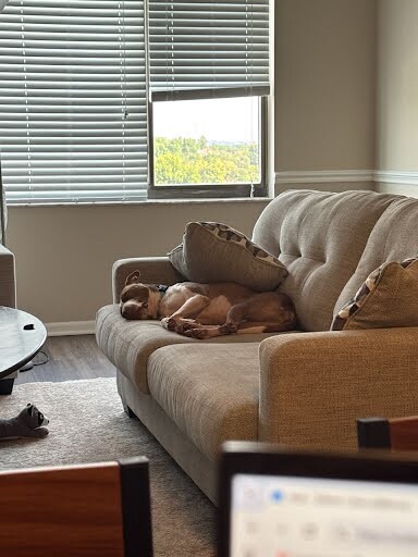View Oats the Dog Photo #7