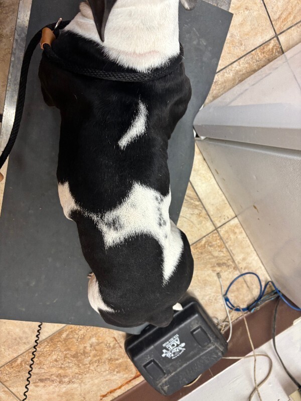 View Leko the Dog Photo #5