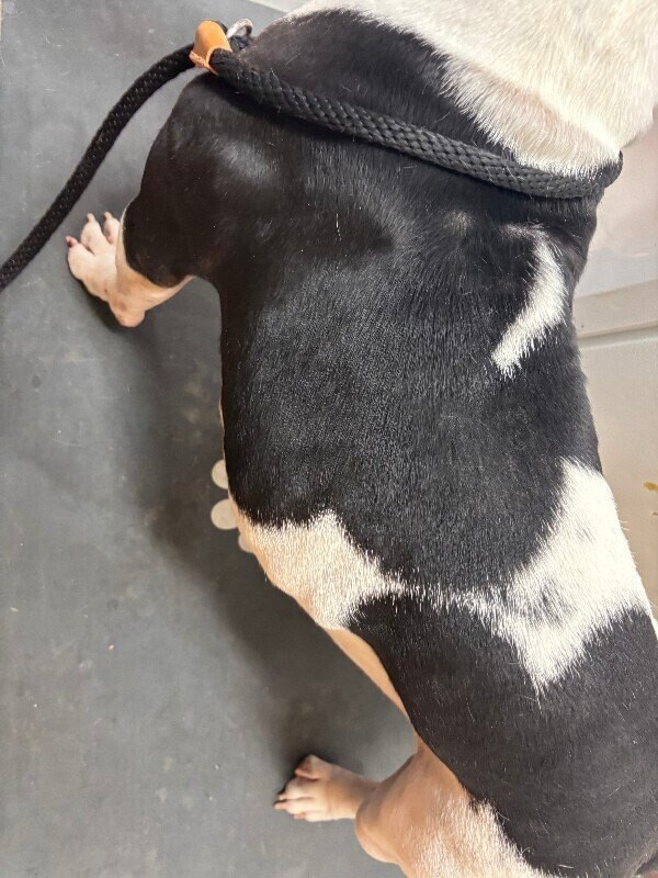 View Leko the Dog Photo #4