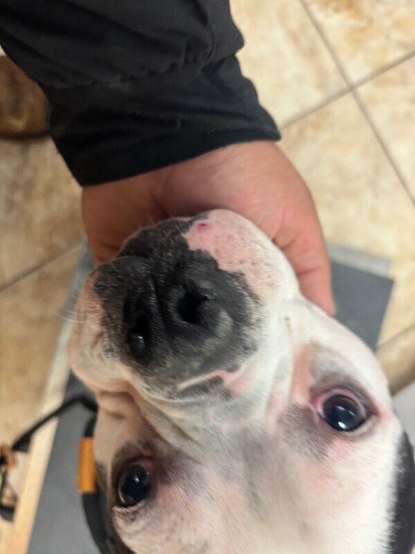 View Leko the Dog Photo #2