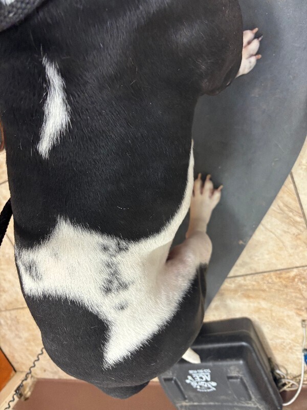 View Leko the Dog Photo #3