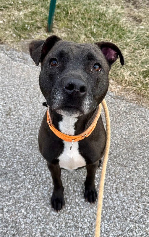 View Pratt the Dog Photo #2