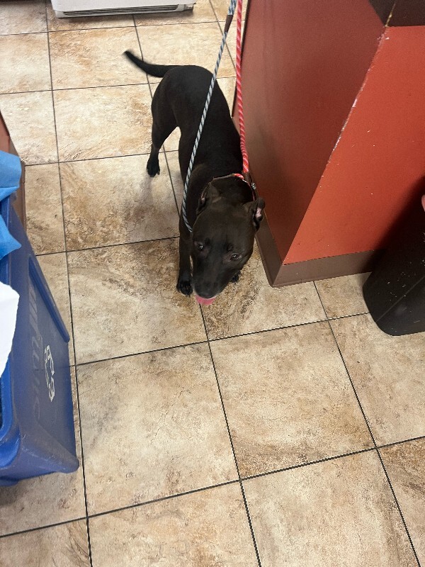 View Pratt the Dog Photo #4