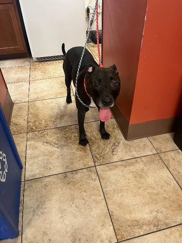 View Pratt the Dog Photo #3