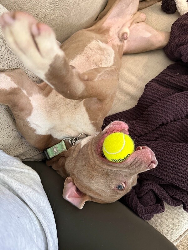 View Soymilk the Dog Photo #5